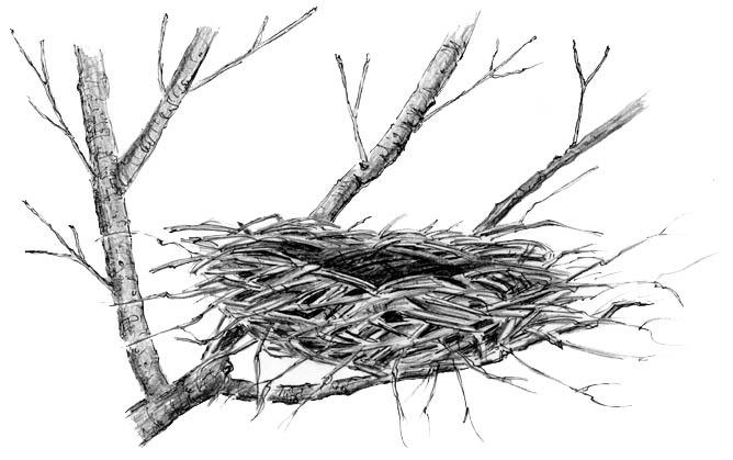 Making Nests In Its Branches