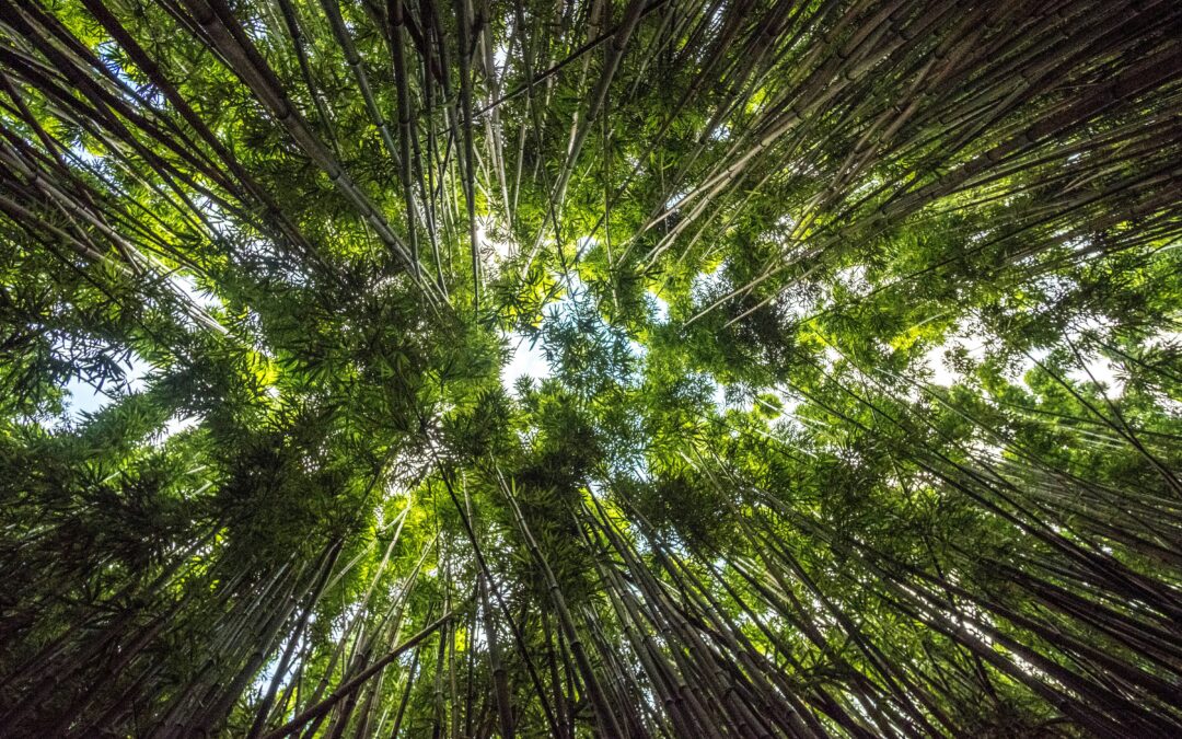 Knowing Jesus, Growing in Grace