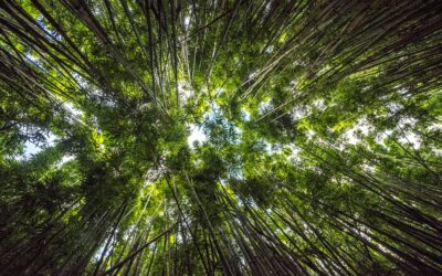 Knowing Jesus, Growing in Grace
