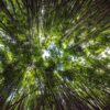 Knowing Jesus, Growing in Grace